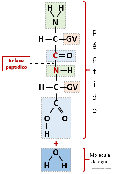 Enlace Peptídico – Definición, Función, Explicación Y Ejemplo ...